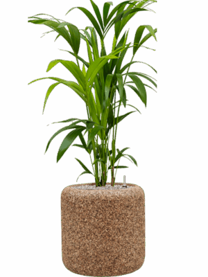 Kentia Howea Forsteriana In Baq Naturescast D 21 H 118 cm - PlantenShop24 - 05-06-2025