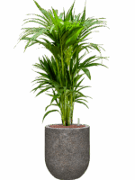 Kentia Howea Forsteriana In Baq Naturescast D 22 H 112 cm - PlantenShop24 - 11-06-2025