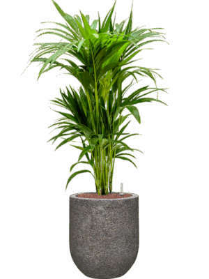 Kentia Howea Forsteriana In Baq Naturescast D 22 H 112 cm - PlantenShop24 - 11-06-2025