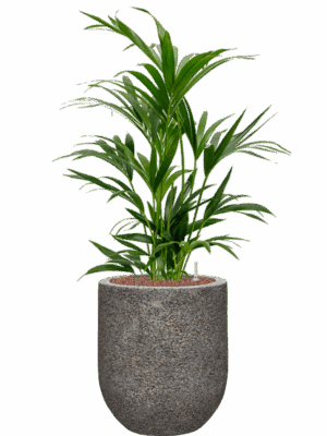 Kentia Howea Forsteriana In Baq Naturescast D 22 H 94 cm - PlantenShop24 - 30-06-2025