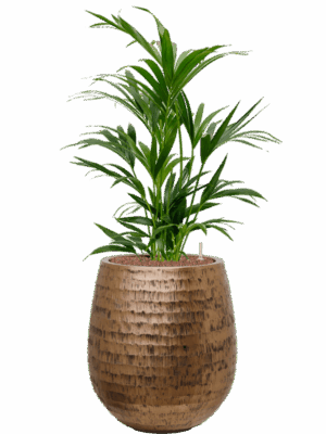 Kentia Howea Forsteriana In Baq Opus Hammered D 22 H 101 cm - PlantenShop24 - 30-06-2025