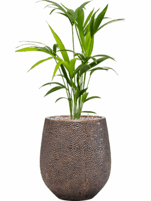 Kentia Howea Forsteriana In Baq Opus Hit D 17 H 104 cm - PlantenShop24 - 30-05-2025