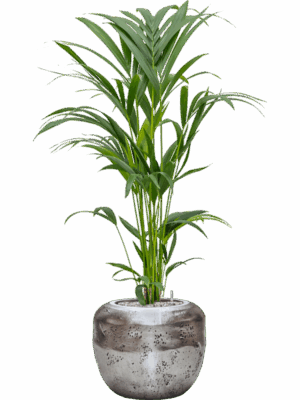Kentia Howea Forsteriana In Baq Opus Raw D 19 H 117 cm - PlantenShop24 - 16-06-2025