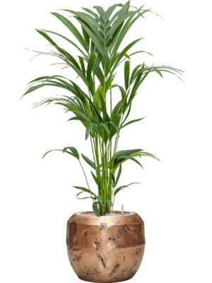 Kentia Howea Forsteriana In Baq Opus Raw D 19 H 118 cm - PlantenShop24 - 16-06-2025