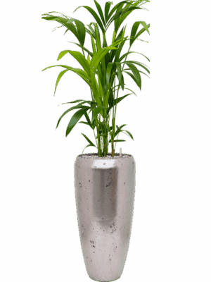 Kentia Howea Forsteriana In Baq Opus Raw D 21 H 143 cm - PlantenShop24 - 05-06-2025