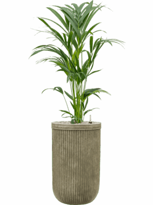 Kentia Howea Forsteriana In Baq Vertical Rib D 19 H 117 cm - PlantenShop24 - 16-06-2025