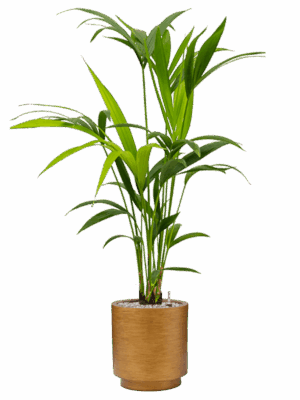Kentia Howea Forsteriana In Capi Lux Retro D 17 H 103 cm - PlantenShop24 - 30-05-2025