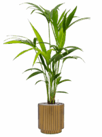 Kentia Howea Forsteriana In Capi Nature Groove D 17 H 103 cm - PlantenShop24 - 30-05-2025