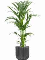 Kentia Howea Forsteriana In Capi Nature Groove D 19 H 91 cm - PlantenShop24 - 16-06-2025