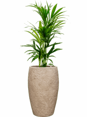 Kentia Howea Forsteriana In Coast Mountains D 25 H 129 cm - PlantenShop24 - 09-06-2025