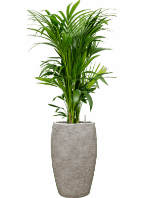 Kentia Howea Forsteriana In Coast Mountains D 27 H 149 cm - PlantenShop24 - 09-06-2025