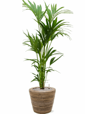 Kentia Howea Forsteriana In Drypot Rattan Stripe D 24 H 149 cm - PlantenShop24 - 06-06-2025