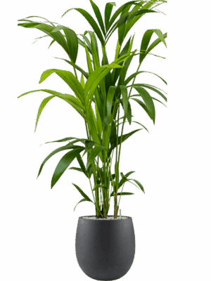 Kentia Howea Forsteriana In Grigio D 21 H 129 cm - PlantenShop24 - 05-06-2025