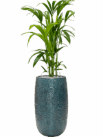 Kentia Howea Forsteriana In Marly D 21 H 141 cm - PlantenShop24 - 05-06-2025