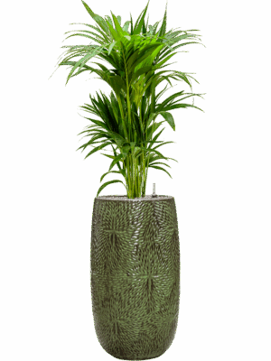 Kentia Howea Forsteriana In Marly D 22 H 140 cm - PlantenShop24 - 11-06-2025