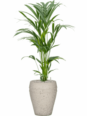 Kentia Howea Forsteriana In Mediterranean D 19 H 102 cm - PlantenShop24 - 16-06-2025