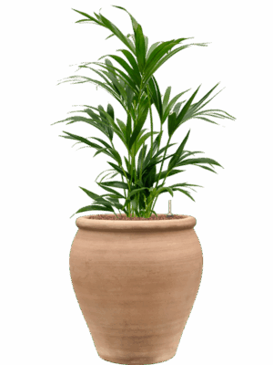 Kentia Howea Forsteriana In Terra Antica D 22 H 101 cm - PlantenShop24 - 30-06-2025