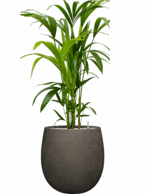 Kentia Howea Forsteriana In Terreno D 21 H 120 cm - PlantenShop24 - 02-06-2025