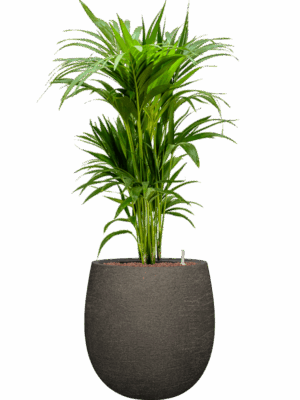 Kentia Howea Forsteriana In Terreno D 22 H 118 cm - PlantenShop24 - 02-06-2025