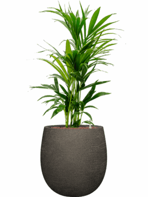 Kentia Howea Forsteriana In Terreno D 25 H 114 cm - PlantenShop24 - 02-06-2025