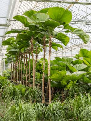 Licuala Grandis D 55 H 400 cm - PlantenShop24 - 03-06-2025