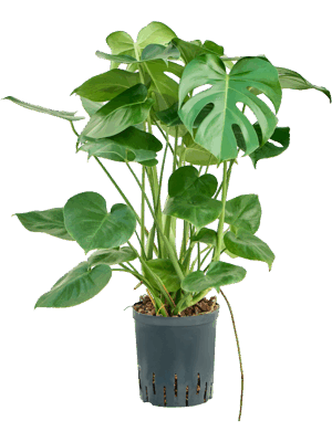 Monstera Deliciosa D 18 H 60 cm - PlantenShop24 - 18-06-2025