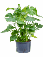 Monstera Deliciosa D 28 H 80 cm - PlantenShop24 - 13-06-2025