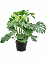 Monstera Deliciosa D 32 H 100 cm - PlantenShop24 - 27-06-2025