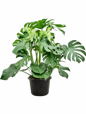 Monstera Deliciosa D 32 H 100 cm - PlantenShop24 - 27-06-2025