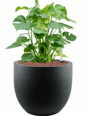 Monstera Deliciosa In Argento D 28 H 77 cm - PlantenShop24 - 13-06-2025