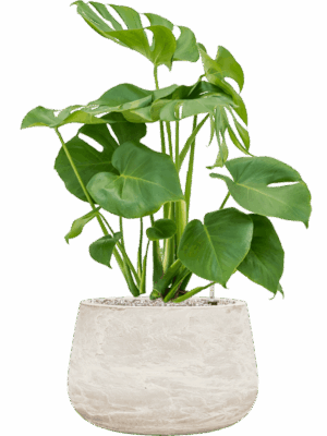 Monstera Deliciosa In Baq Algar D 19 H 75 cm - PlantenShop24 - 26-06-2025
