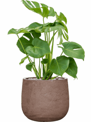 Monstera Deliciosa In Baq Algar D 19 H 78 cm - PlantenShop24 - 30-06-2025
