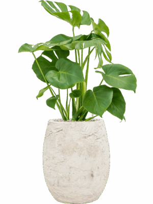 Monstera Deliciosa In Baq Algar D 19 H 87 cm - PlantenShop24 - 26-06-2025