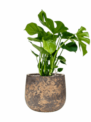 Monstera Deliciosa In Baq Atlas D 21 H 76 cm - PlantenShop24 - 30-06-2025