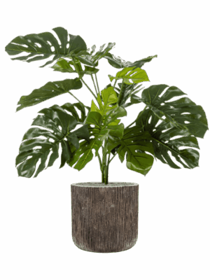 Monstera Deliciosa In Baq Luxe Lite Universe Waterfall D 40 H 121 cm - PlantenShop24 - 27-06-2025