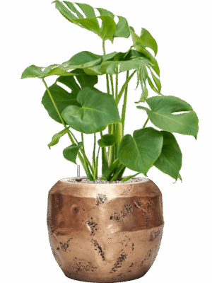 Monstera Deliciosa In Baq Opus Raw D 19 H 80 cm - PlantenShop24 - 04-06-2025