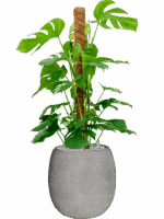 Monstera Deliciosa In Baq Polystone Coated Plain D 24 H 126 cm - PlantenShop24 - 03-06-2025