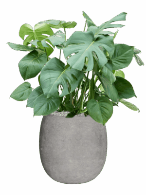 Monstera Deliciosa In Baq Polystone Coated Plain D 27 H 96 cm - PlantenShop24 - 03-06-2025