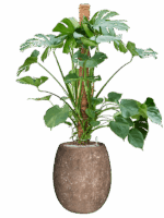 Monstera Deliciosa In Baq Polystone Coated Plain D 30 H 158 cm - PlantenShop24 - 10-06-2025