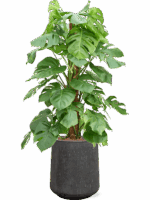Monstera Deliciosa In Baq Raindrop D 22 H 130 cm - PlantenShop24 - 04-06-2025
