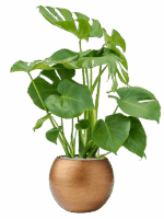 Monstera Deliciosa In Capi Lux Retro D 19 H 94 cm - PlantenShop24 - 30-05-2025
