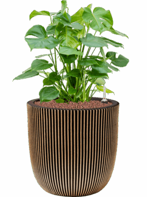 Monstera Deliciosa In Capi Nature Groove NL D 28 H 80 cm - PlantenShop24 - 30-05-2025