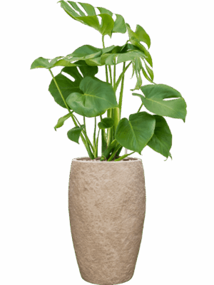Monstera Deliciosa In Coast Mountains D 19 H 91 cm - PlantenShop24 - 09-06-2025