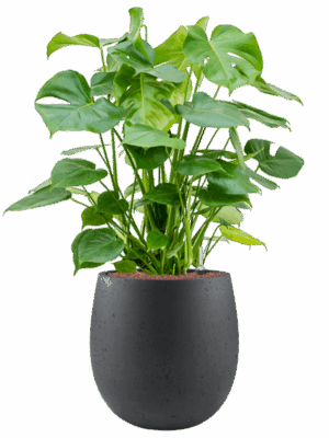 Monstera Deliciosa In Grigio D 28 H 109 cm - PlantenShop24 - 13-06-2025