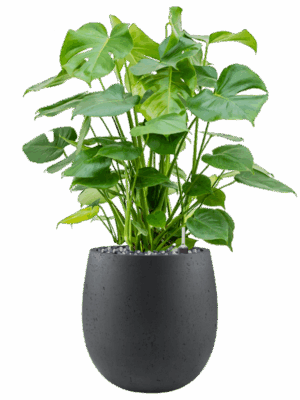 Monstera Deliciosa In Grigio D 28 H 109 cm - PlantenShop24 - 13-06-2025