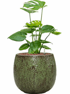 Monstera Deliciosa In Marly D 18 H 65 cm - PlantenShop24 - 18-06-2025