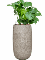 Monstera Deliciosa In Marly D 25 H 108 cm - PlantenShop24 - 13-06-2025