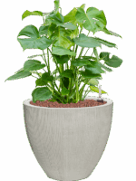 Monstera Deliciosa In Ridged Vertically D 28 H 74 cm - PlantenShop24 - 13-06-2025