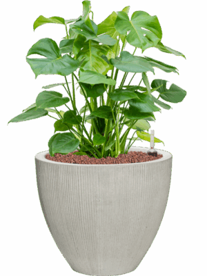 Monstera Deliciosa In Ridged Vertically D 28 H 74 cm - PlantenShop24 - 13-06-2025