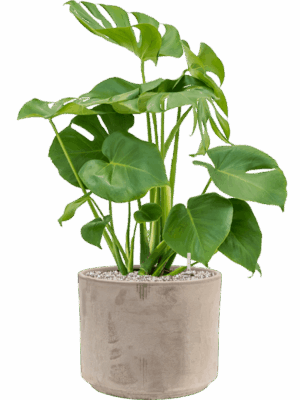 Monstera Deliciosa In Terra Cotta D 19 H 75 cm - PlantenShop24 - 05-06-2025